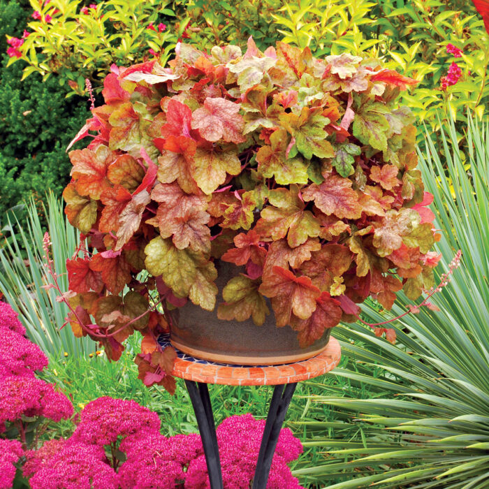 HEUCHERELLA Redstone Falls - Image 3