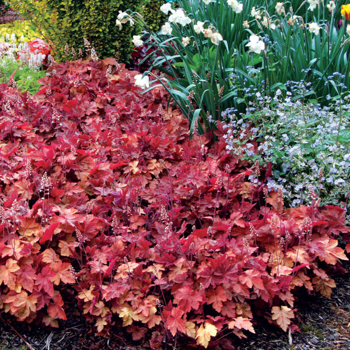 HEUCHERELLA Redstone Falls - Image 2