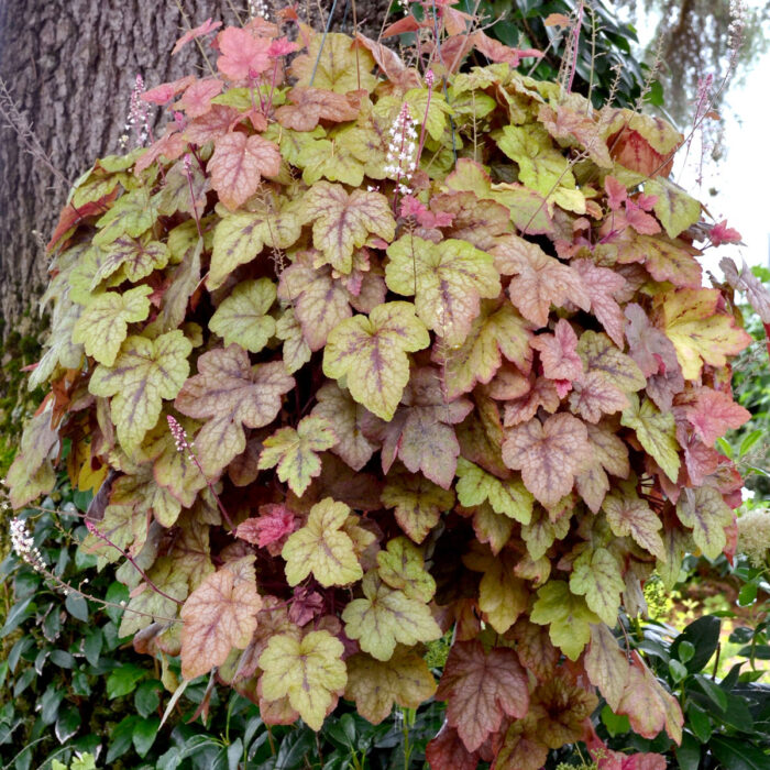 HEUCHERELLA Redstone Falls - Image 5