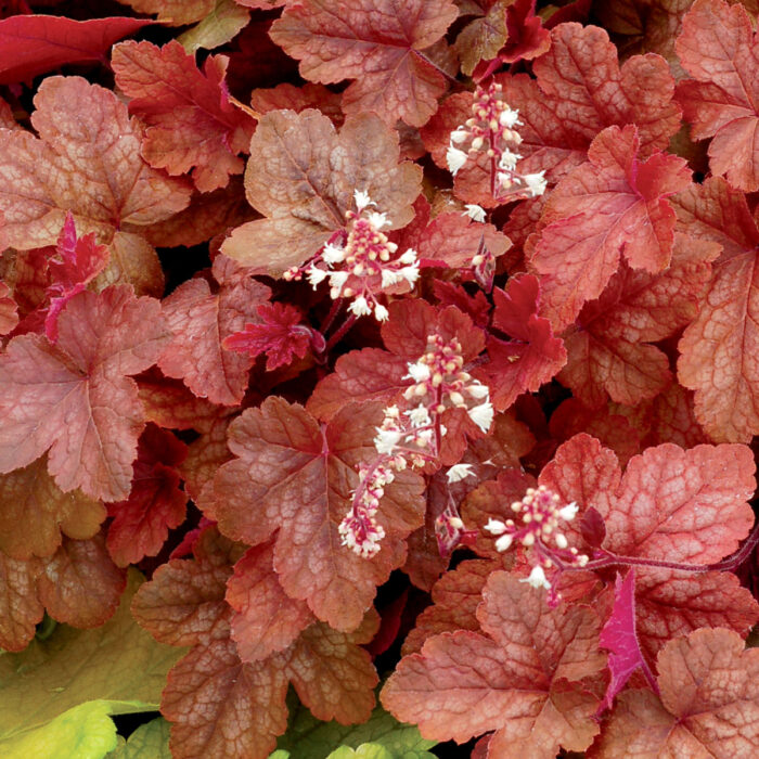 HEUCHERELLA Redstone Falls - Image 6