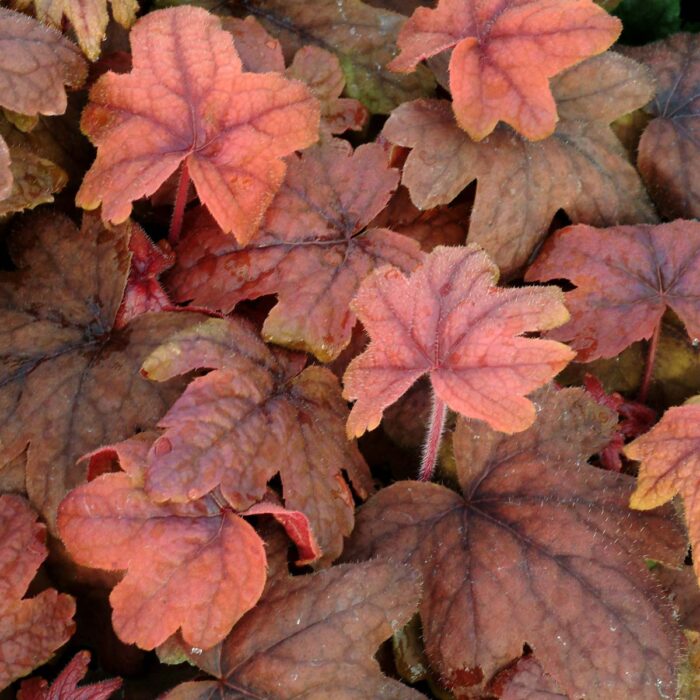 HEUCHERELLA Sweet Tea - Image 2