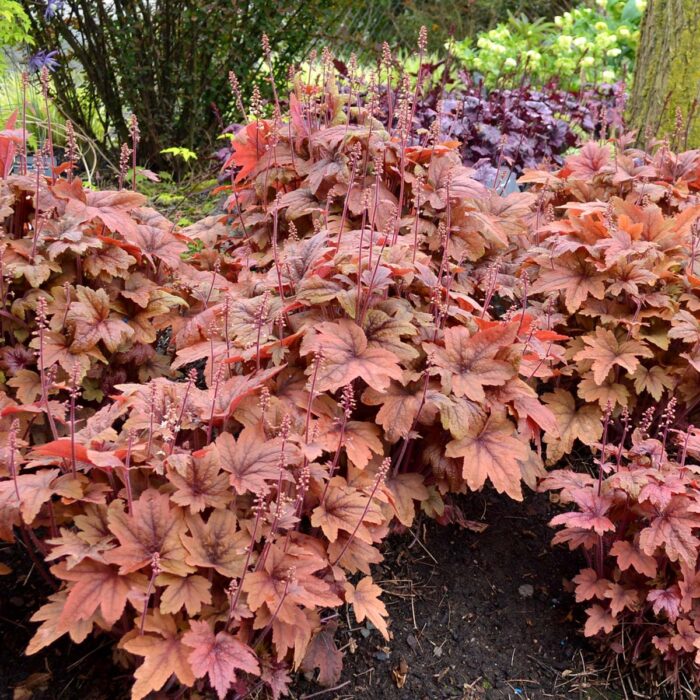 HEUCHERELLA Sweet Tea - Image 3