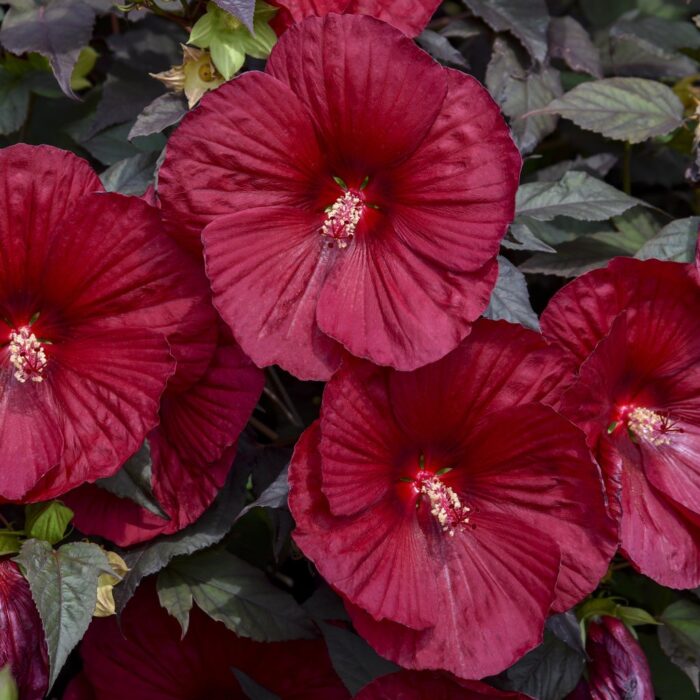 HIBISCUS SUMMERIFIC Holy Grail - Image 2