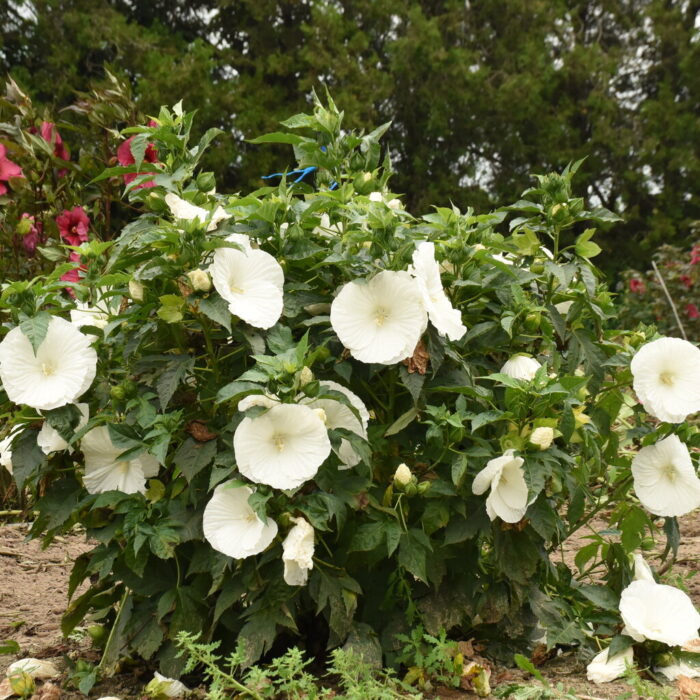 HIBISCUS SUMMERIFIC Marshmallow Moon - Image 2