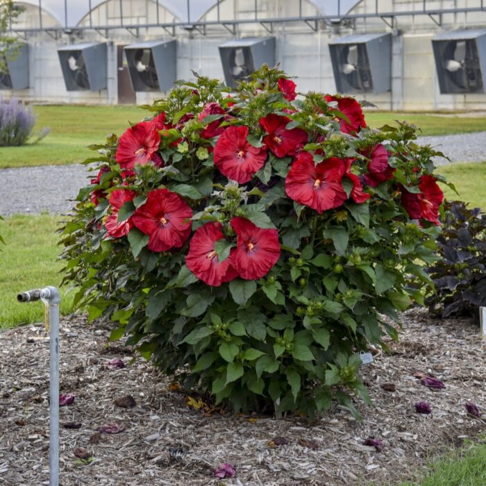 HIBISCUS SUMMERIFIC Valentine's Crush - Image 2