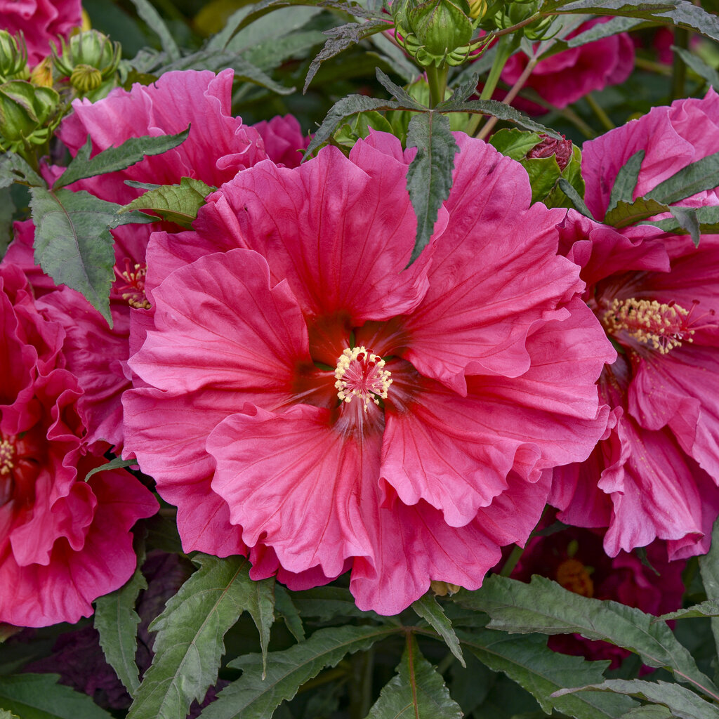 HIBISCUSSUMMERIFICWATERMELONRUFFLESPL.jpg