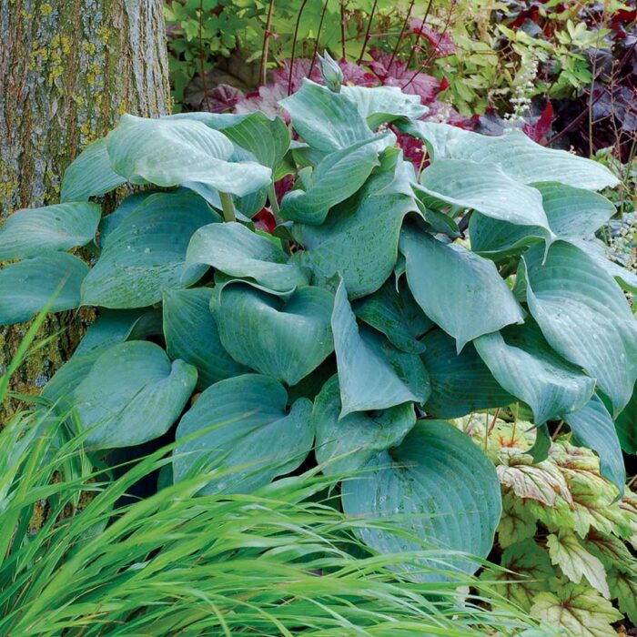 HOSTA Aquamarine - Image 2