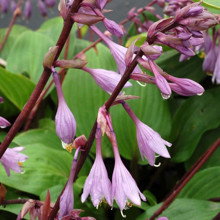 HOSTA Purple Heart - Image 3