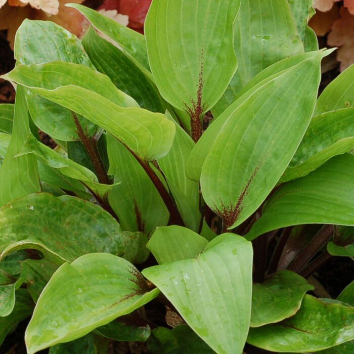 HOSTA Purple Heart - Image 2