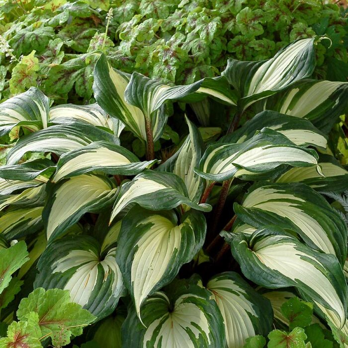 HOSTA Raspberry Sundae - Image 2