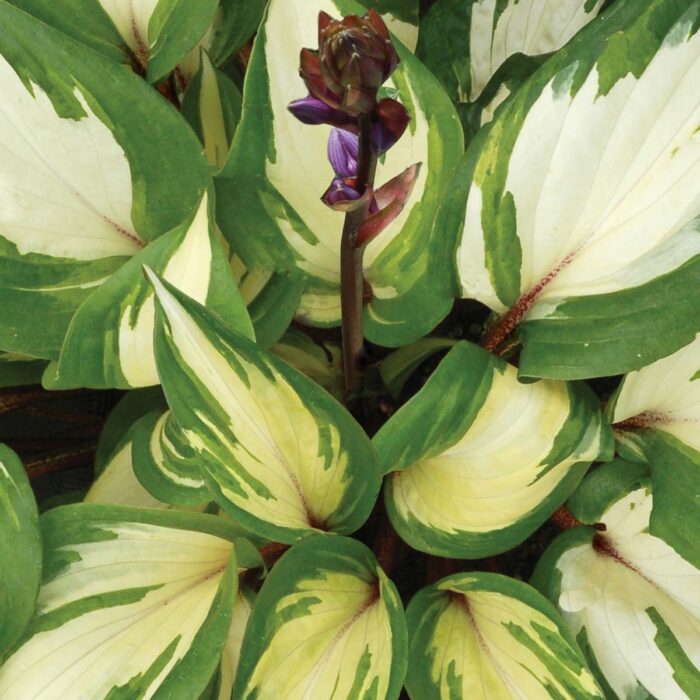 HOSTA Raspberry Sundae - Image 5