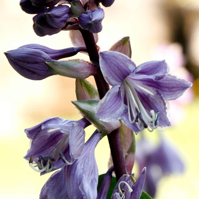 HOSTA Raspberry Sundae - Image 3