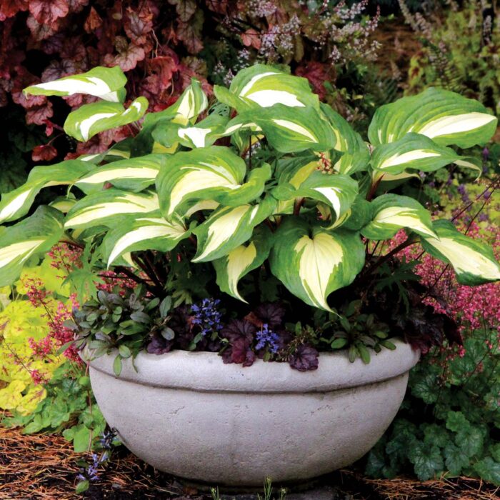 HOSTA Raspberry Sundae - Image 4