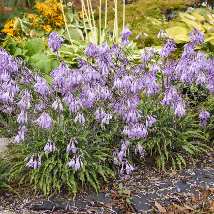 HOSTA Silly String - Image 3