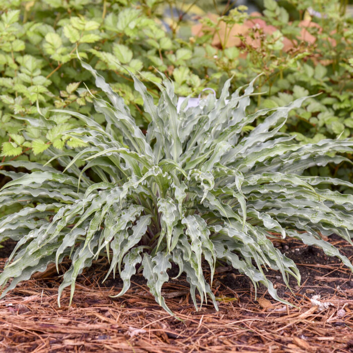 HOSTA Silly String - Image 2