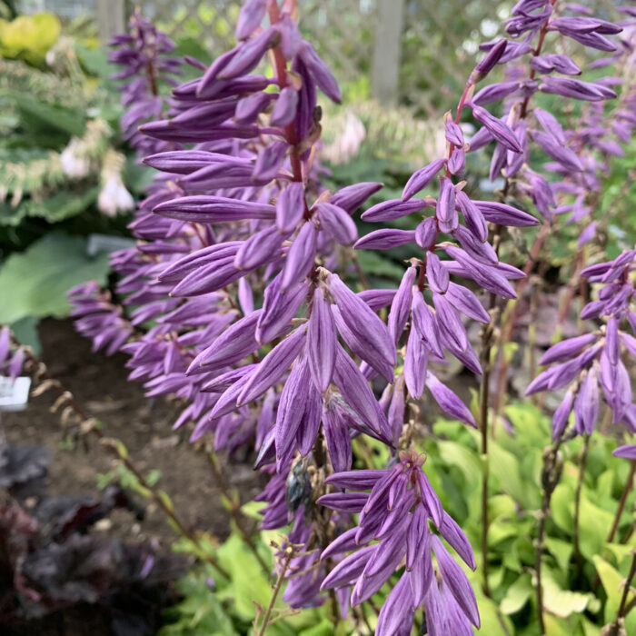 HOSTA Time in the bottle - Image 2