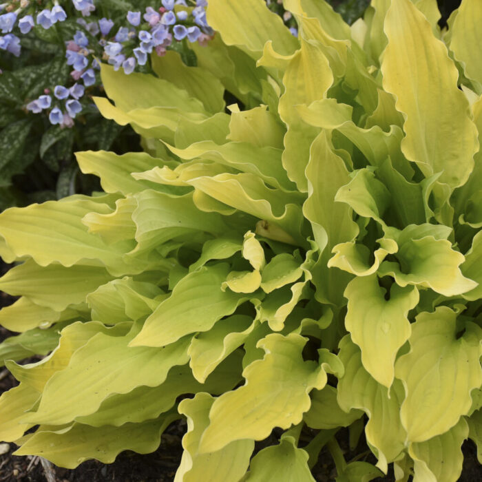 HOSTA Time in the bottle - Image 3