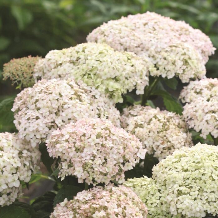 HYDRANGEA arborescens BellaRagazza Blanchetta - Image 2