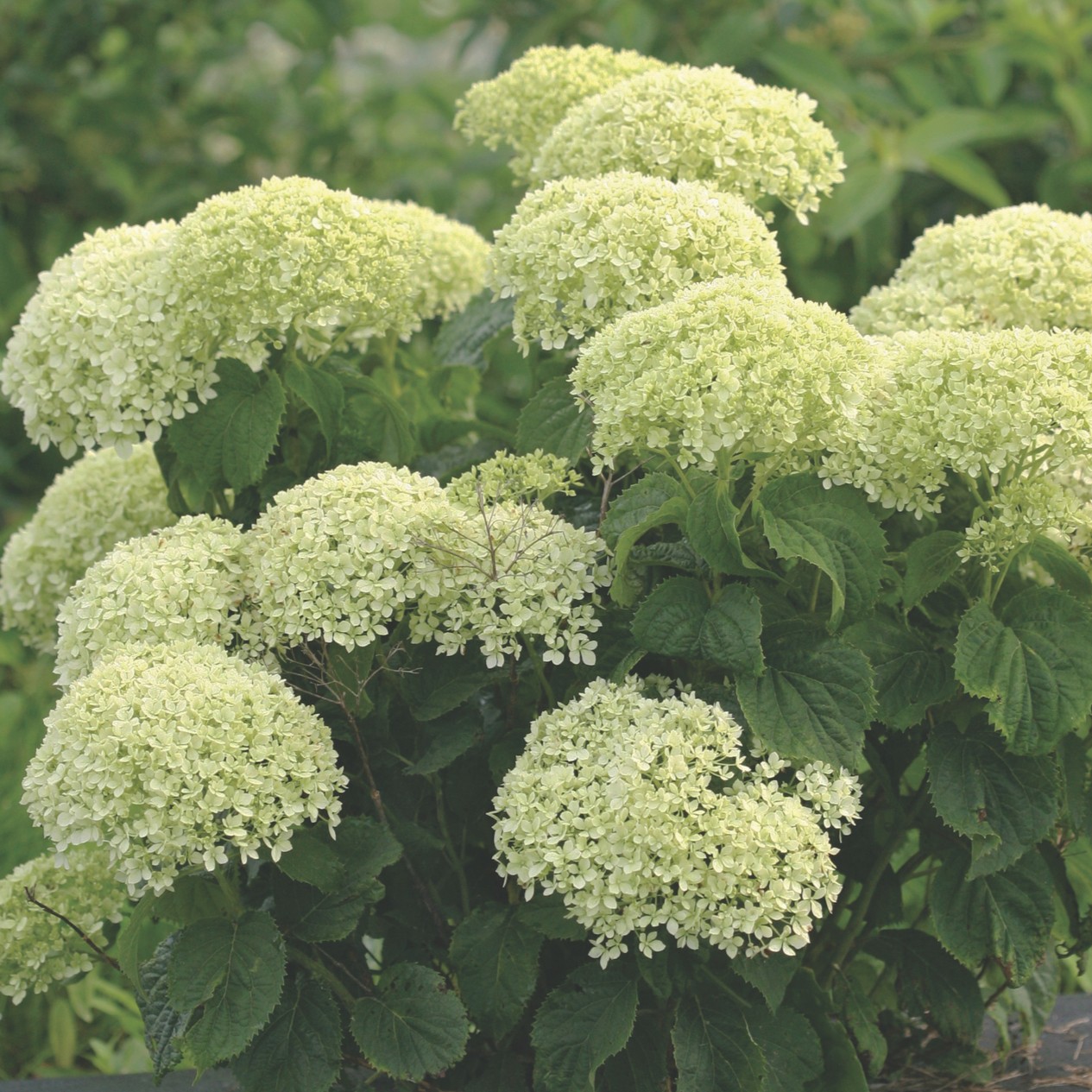 HYDRANGEAARBORESCENSBELLARAGAZZALIMETTAPL.jpg