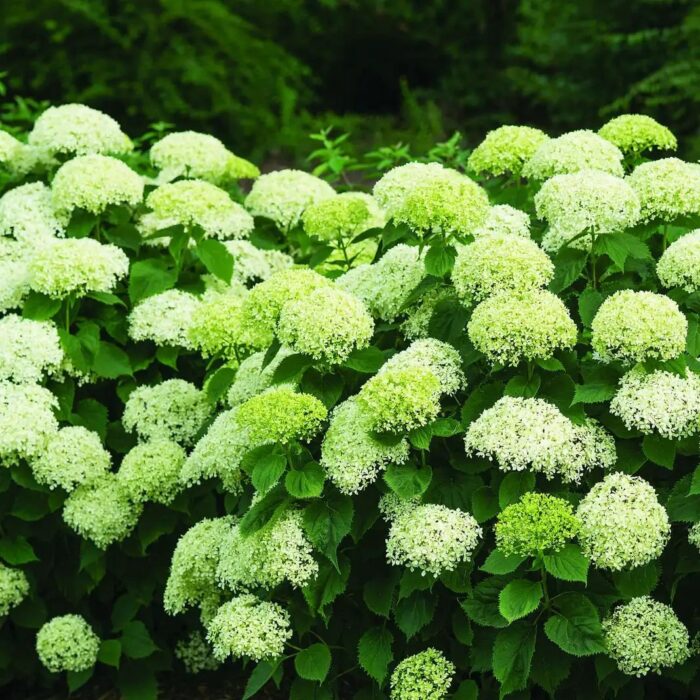 HYDRANGEA arborescens BellaRagazza Limetta - Image 3