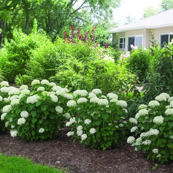 HYDRANGEA arborescens BellaRagazza Limetta - Image 2