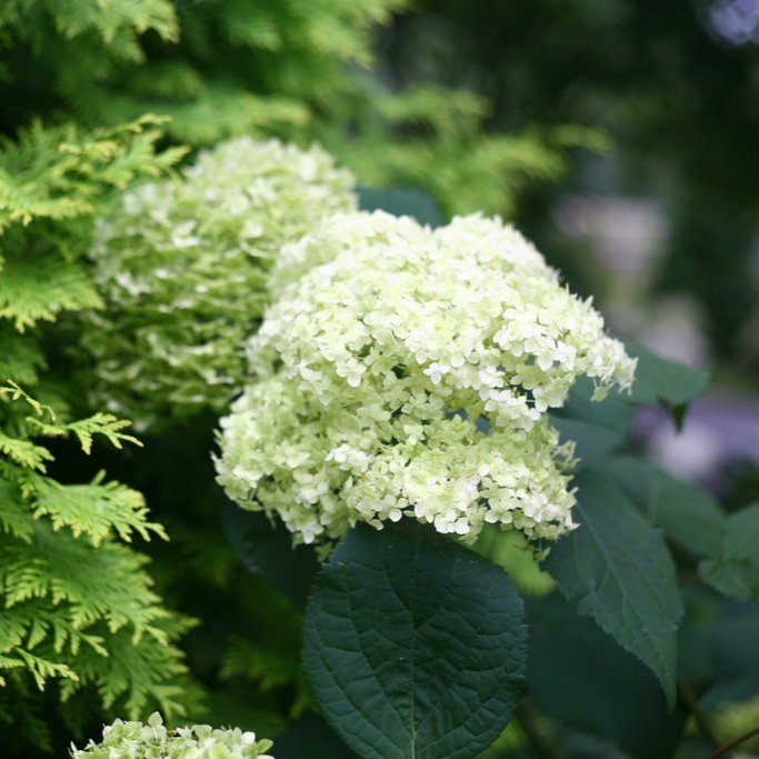 HYDRANGEAARBORESCENSLIMERICKYPL.jpg