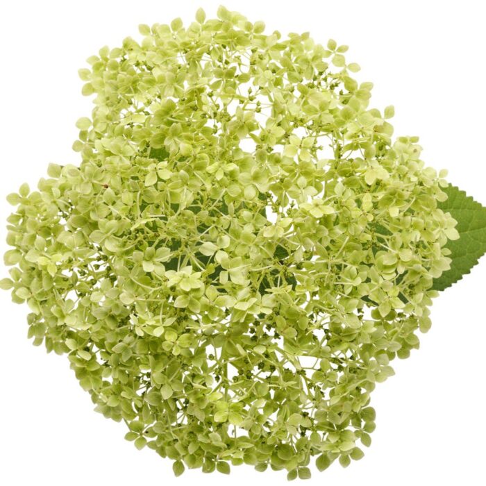 HYDRANGEA arborescens Lime Ricky - Image 2