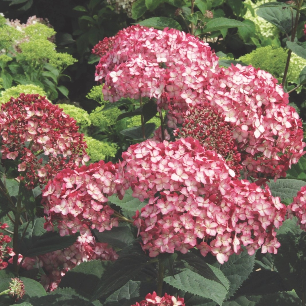 HYDRANGEAARBORESCENSRUBYANNABELLEPL.jpg