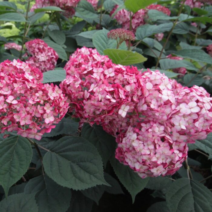 HYDRANGEA arborescens Ruby Annabelle - Image 2