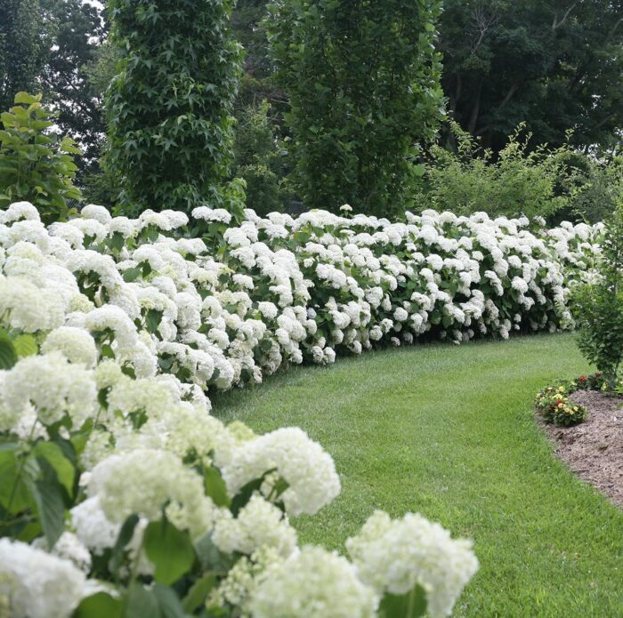 HYDRANGEA arborescens Strong Annabelle - Image 3