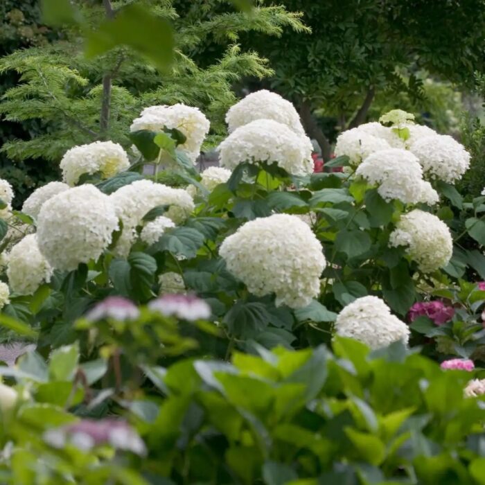 HYDRANGEA arborescens Strong Annabelle - Image 4