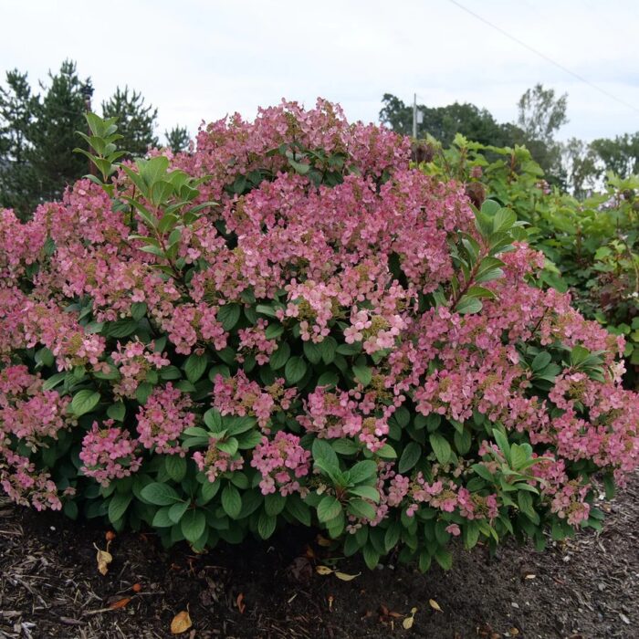 HYDRANGEA Little Quick Fire - Image 3