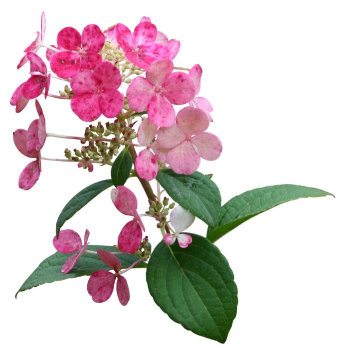 HYDRANGEA Little Quick Fire - Image 2