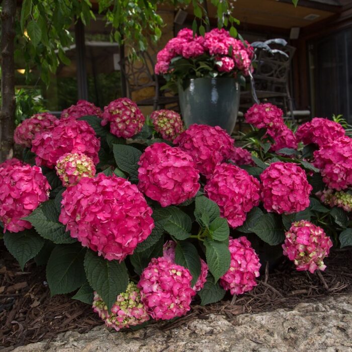 HYDRANGEA macrophylla Endless Summer Love - Image 2