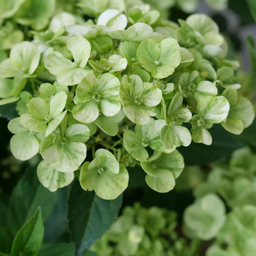 HYDRANGEAMACROPHYLLAFAIRYTRAILGREENPL.jpg