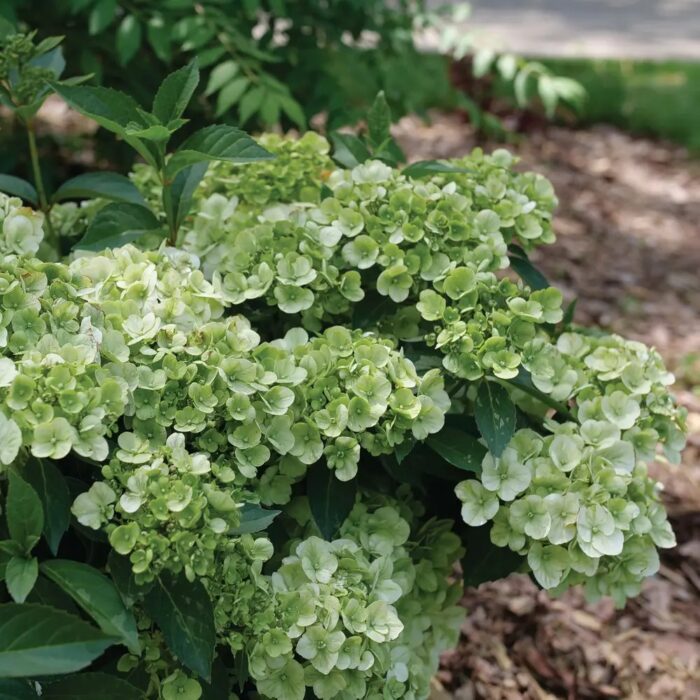 HYDRANGEA macrophylla Fairytrail Green - Image 3