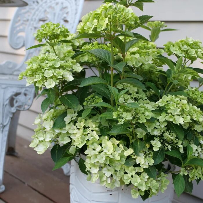 HYDRANGEA macrophylla Fairytrail Green - Image 2