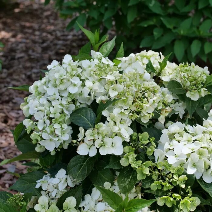 HYDRANGEA macrophylla Fairytrail White - Image 3