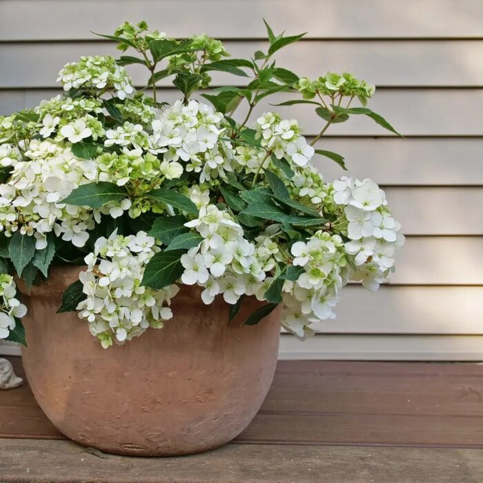 HYDRANGEA macrophylla Fairytrail White - Image 2