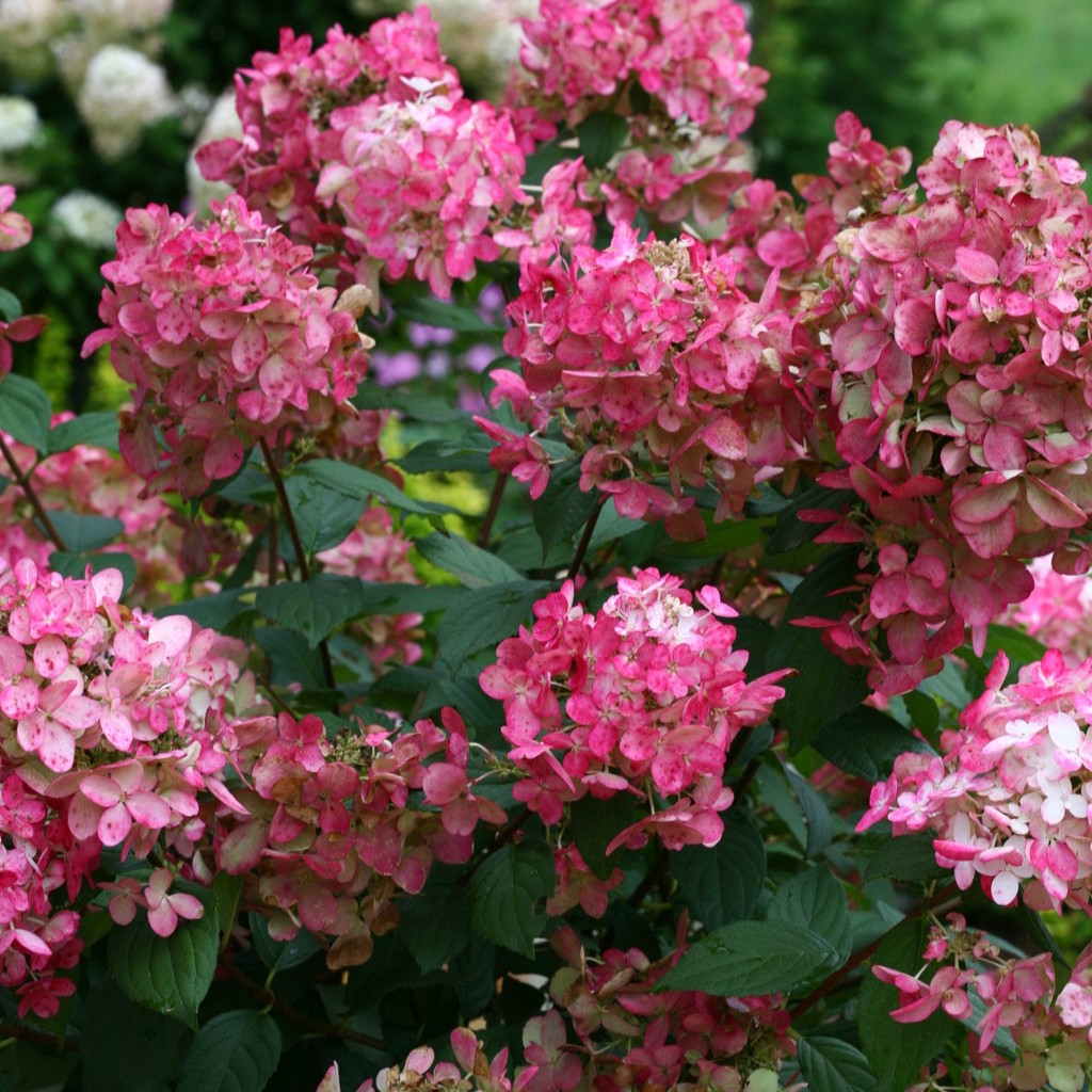 HYDRANGEAPANICULATAFIRELIGHTPL.jpg