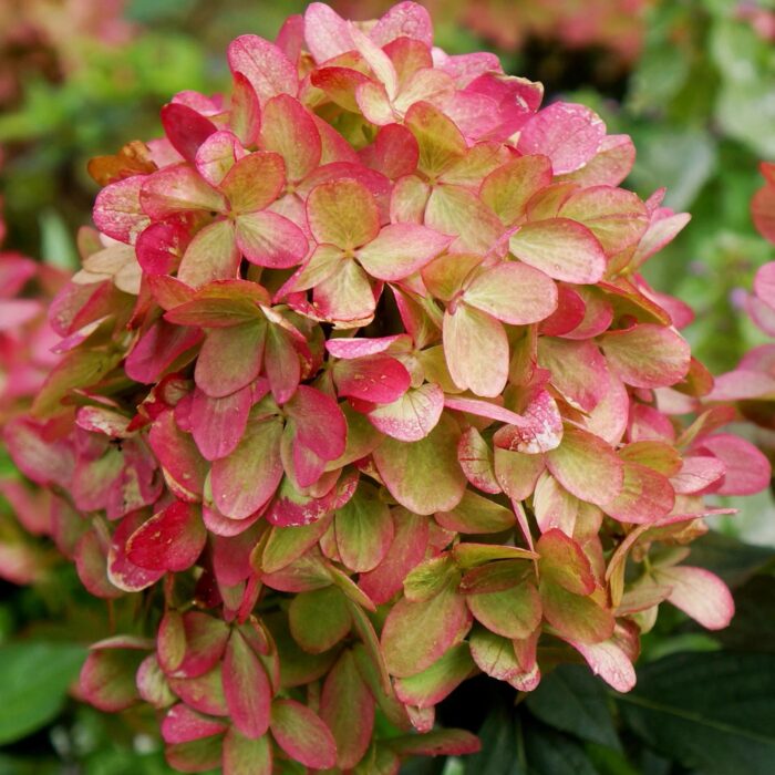 HYDRANGEA paniculata Graffiti - Image 2