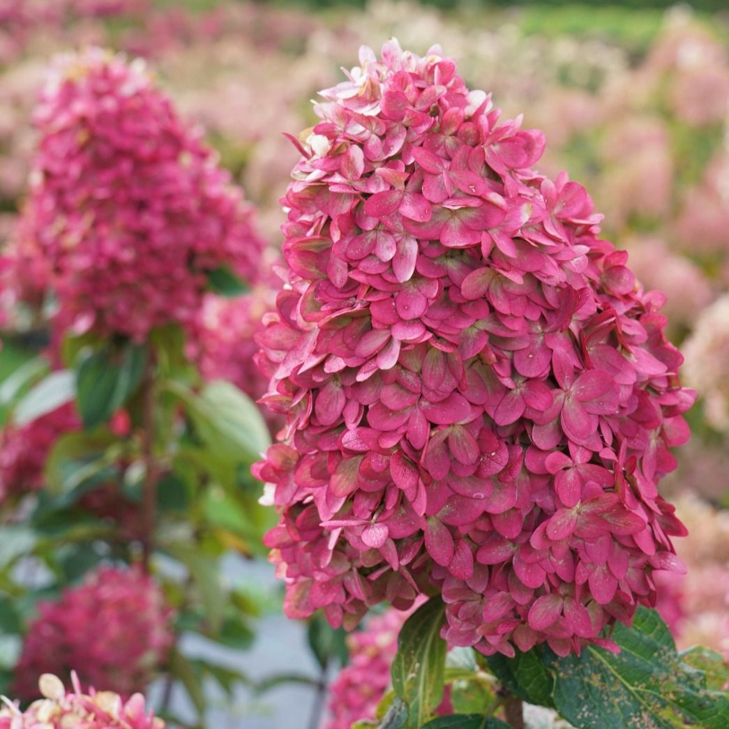 HYDRANGEAPANICULATALIMELIGHTPRIMEPL.jpg