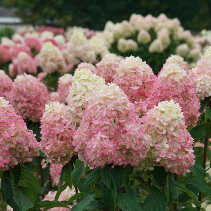 HYDRANGEA paniculata Lime Light Prime - Image 3