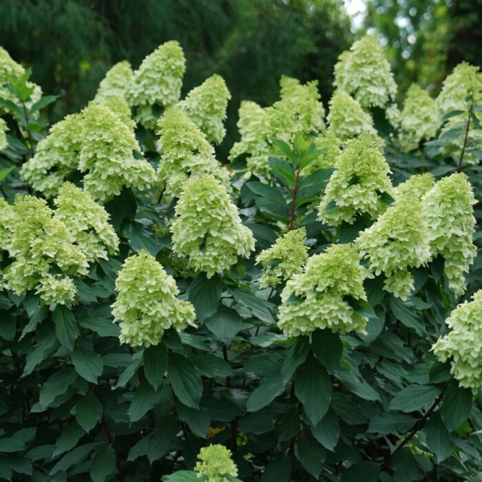 HYDRANGEA paniculata Lime Light Prime - Image 2
