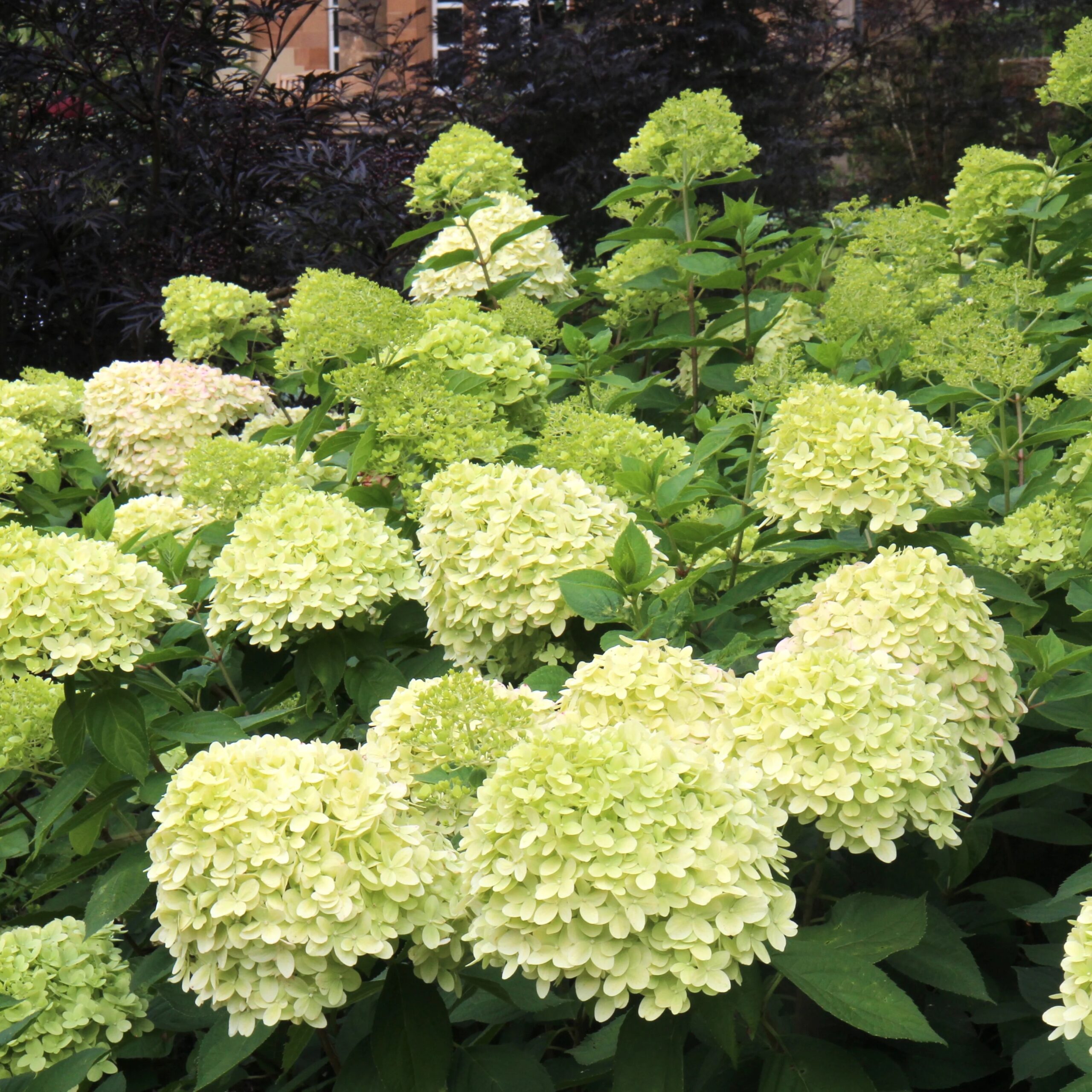 HYDRANGEAPANICULATALITTLELIMEPL.jpg
