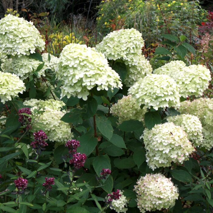 HYDRANGEA paniculata Little Lime - Image 2