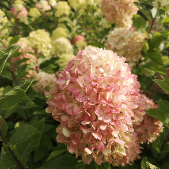 HYDRANGEAPANICULATAPINKACHUPL.jpg