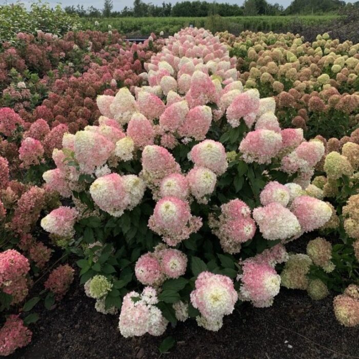 HYDRANGEA paniculata Pinkachu - Image 2