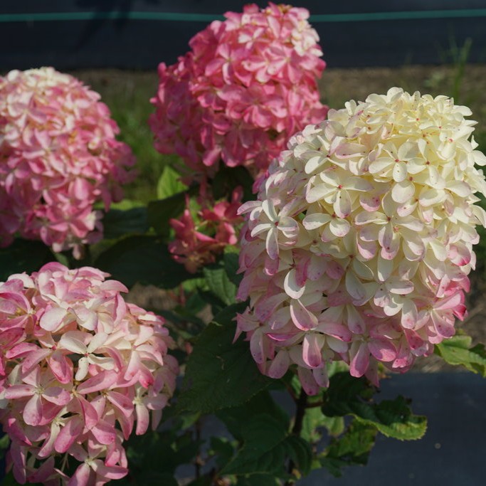 HYDRANGEAPANICULATAQUICKFIREFABPL.jpg