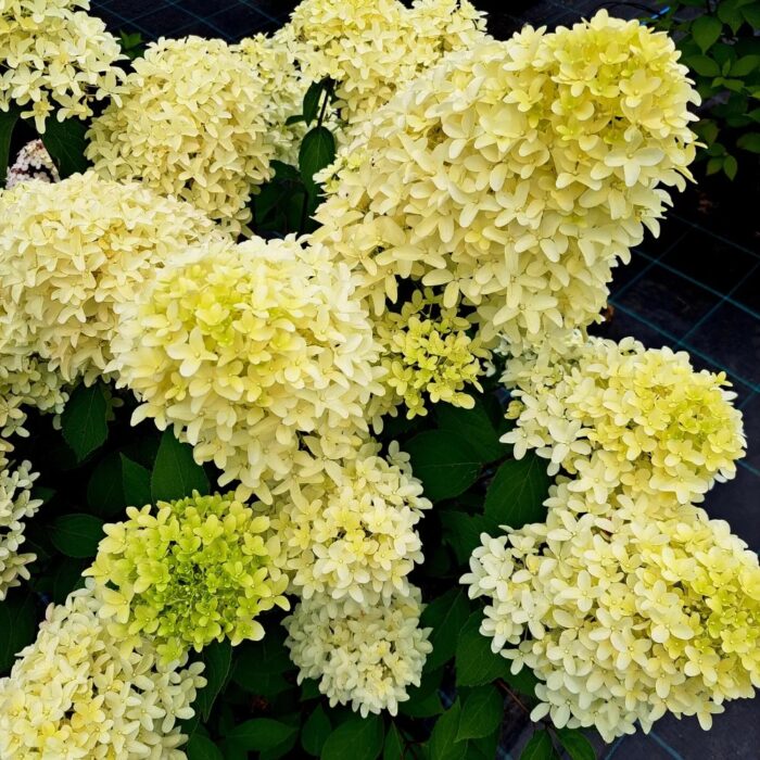 HYDRANGEA paniculata Skyfall - Image 2
